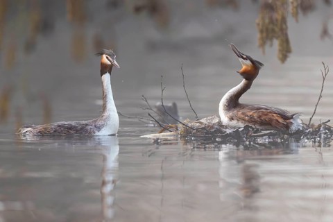 Great Crested Grebe (Podiceps cristatus), Germany