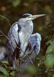 Ardea cinerea, heron, gray heron, birds, ciconiiformes, high size, portrait format, leo, heron,