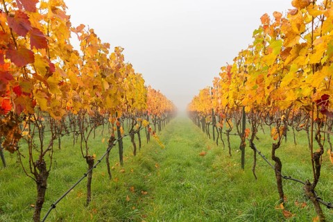 Golden colors of the vines glow through the fog, grass forms a background, basket in the Rems