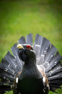 A proud capercaillie spreads its dark feathers against a green background, with red around its