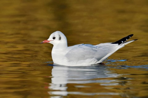 Black-headed gull (Chroicocephalus ridibundus, Larus ridibundus) in winter plumage swimming on a
