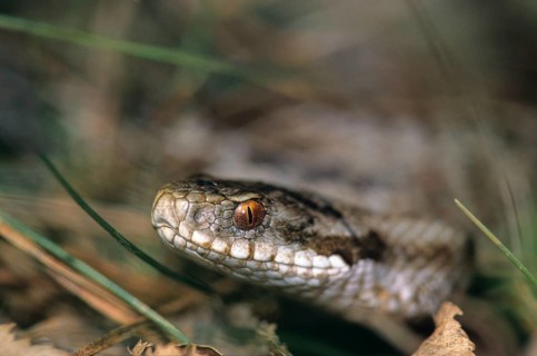 European adder, European viper, venomous snake, vipera berus, critters, poisonous reptilia,