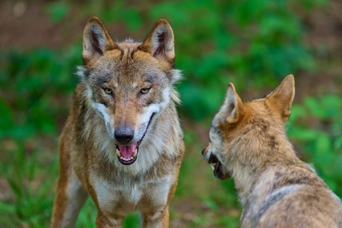 Two wolves face each other in a forest against a green background, summer, wolf (Canis lupus),
