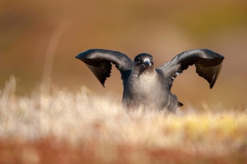 Arctic hunter, arctic skua, arctic tern, Norway, parasitic hunter, parasitic skua, parasite