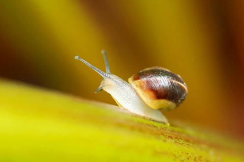 Striped Snail (Cernuella virgata) adult mollusca on a garden Rhubarb vegetable plant stem in