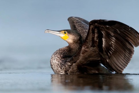Black shag, cormorant, phalacrocorax carbo, birds, immaturus, not sexually mature, pelecaniformes,