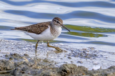 Common sandpiper (Actitis hypoleucos) adult in breeding plumage foraging along pond shore at