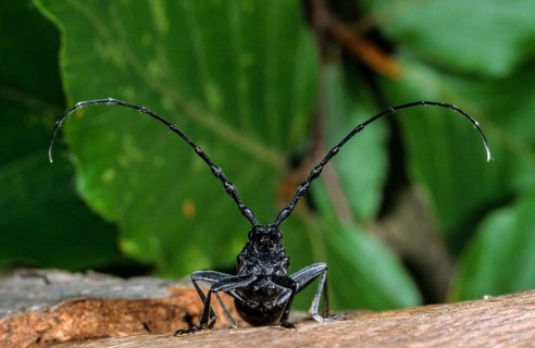 Beechbuck, beech spike, cerambycidae, cerambyx scopolii, small oakbuck, wrinkled buck, scopolis