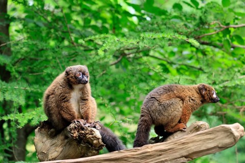 Red-bellied lemur (Eulemur rubriventer), adult, female, male, pair, on a tree trunk, alert,