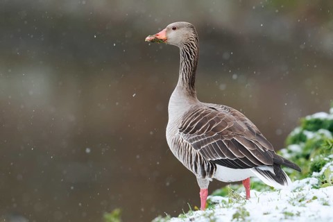 Greylag geese (Anser anser) during a spell of winter weather in spring, snow, North