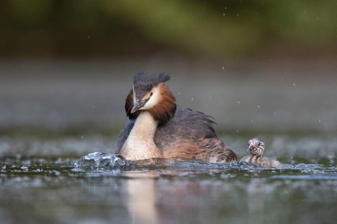 Great Crested Grebe (Podiceps cristatus) with chick, North Rhine-Westphalia, Germany