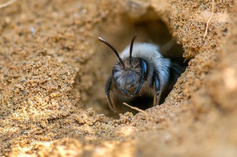 Andrena cf. vaga, andrena vaga, andrenidae, floodplain sand bee, grey-backed mining bee,