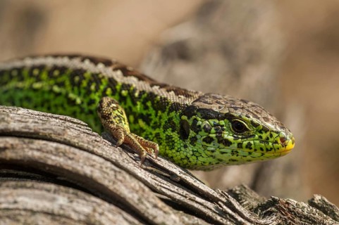 2010, Brandenburg, Germany, Lacerta Agilis, Nabu, national natural heritage, natural paradise