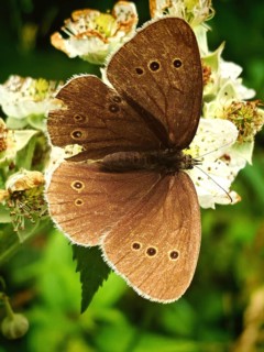 A close-up of a brown butterfly, the Brown Argus (Aphantopus hyperantus), perched on white flowers