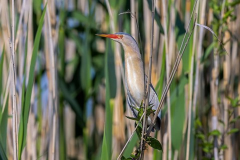 Common little bittern (Botaurus minutus, Ixobrychus minutus) adult male foraging in reed bed,