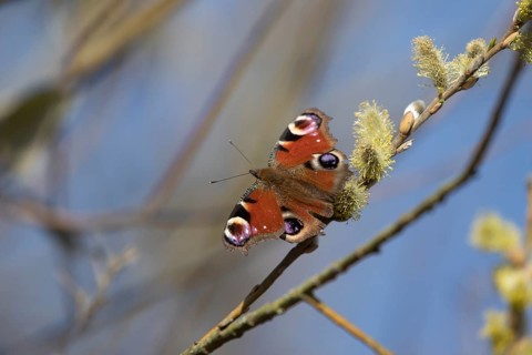Peacock butterfly (Aglais io) adult insect feeding on Goat willow (Salix caprea) blossom in spring,