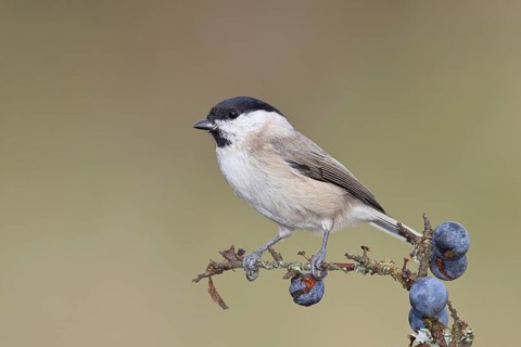 Marsh tit, (Parus palustris), sitting on a branch in a blackthorn bush, (Prunus spinosa), sloes,