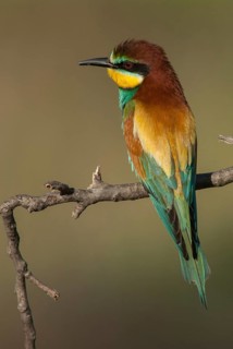 Bee-eaters, bee-eaters, coraciiformes, merops apiasters, birds, Bulgaria, high size, portrait