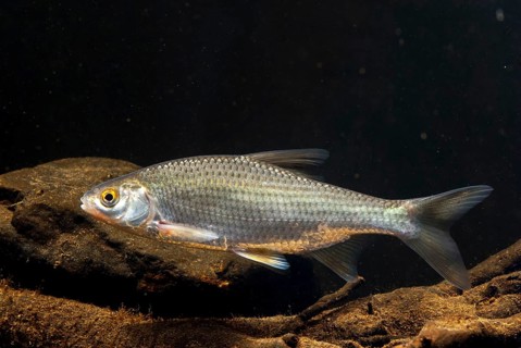 Roach, rutilus rutilus, swan, feather, fish, fishes, pisces