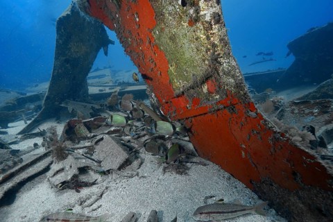 Fish frolic around rusty metal structure of a sunken ship, meteor wreck dive site, Russian