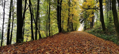 Foliage trail in sunny forest, beech trees in autumn colors, hiking in autumn, Geroldsgrüner Forst,