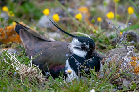 Lapwing, Sweden, Vanellus vanellus, birds, breed, brood, charadriiformes, limikolen, plovers,