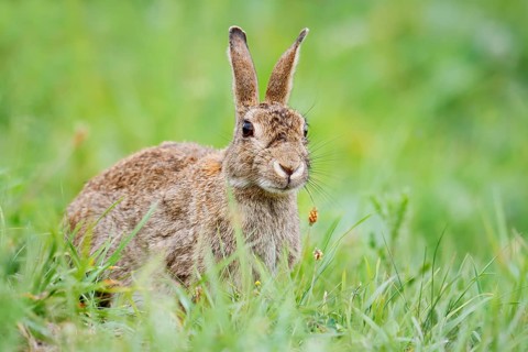Wild rabbit (Oryctolagus cuniculus) sitting in a meadow, North Rhine-Westphalia, Germany