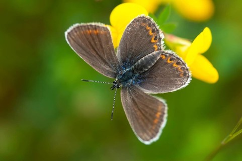 Argus blue, plebeius argus, silver-studded blue, butterfly, insects, butterfly, butterflies