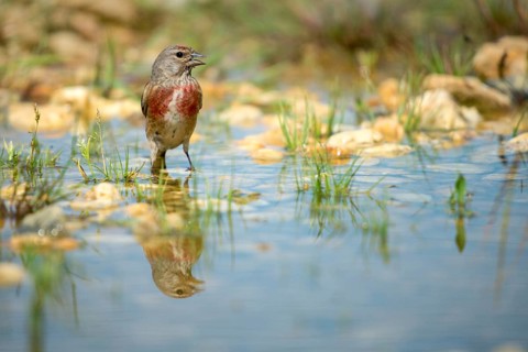 Acanthis cannabina, bloodtail, linaria cannabina, linnet, bath, bird bath, birds, hanfling, male,