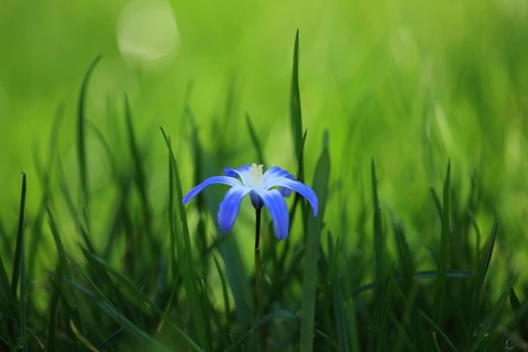 A blue flower amidst the grass, bathed in natural light: Snowdrop (Chionodoxa luciliae),