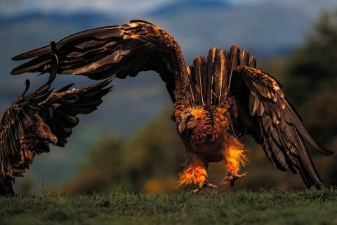 Bearded vulture (Gypaetus barbatus) with outstretched wings, moments in front of landing, Pyrenees,