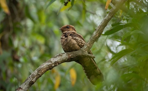 Large-tailed Nightjar (Caprimulgus macrurus) perched on a tree branch, sreepur, Gazipur, Bangladesh