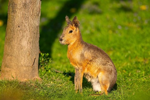 Greater capybara (Hydrochoerus hydrochaeris) on a meadow, Germany