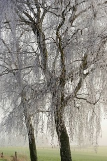 Birch trees (Betula), with icicle-covered branches and twigs, North Rhine-Westphalia, Germany