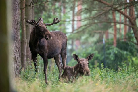 Alces alces, artiodactyla, elk, even-toed ungulates, mosses, cloven-hoofed animals, mammals