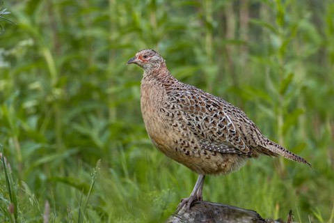A female pheasant (Phasianus colchicus) stands relaxed on a tree root, exposed, May, Germany