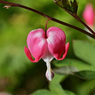 Watering Heart (Lamprocapnos spectabilis), flower in a garden, Wilnsdorf, North Rhine-Westphalia,