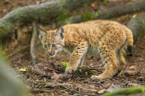 Eurasian lynx (Lynx lynx) youngsters (cub) standing in a forest, Bavaria, Germany