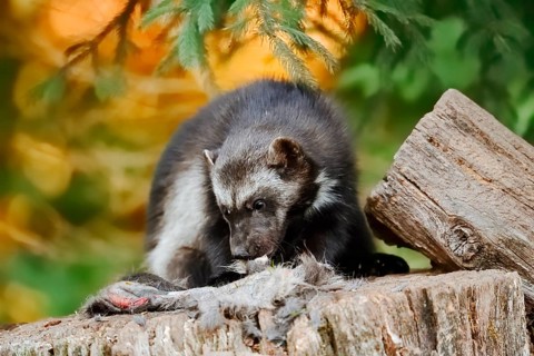 Wolverine or bear marten (Gulo gulo) feeding on a carcass, captive, Germany