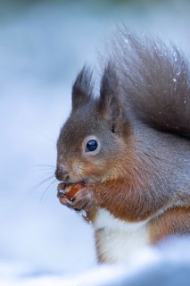 Red squirrel (Sciurus vulgaris) adult animal feeding on a hazelnut in a snow covered woodland in