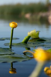 Brandy bottle, yellow pond mummel, nuphar lutea, nymphaeaceae, water lily family, pond cord, pond