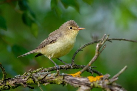 Brandenburg, Gelbspoetter, Germany, Hippolais Icterina, Icterine Warbler, Nabu, national natural