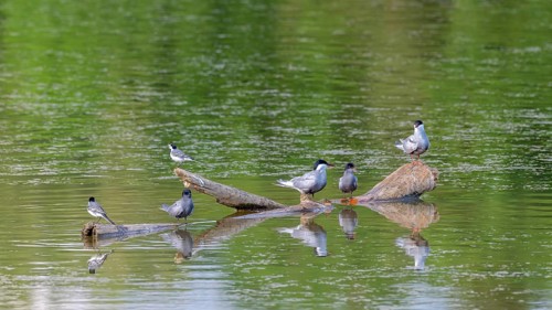 White-bearded tern (Chlidonias hybrida), black tern (Chlidonias niger), white wagtail (Motacilla