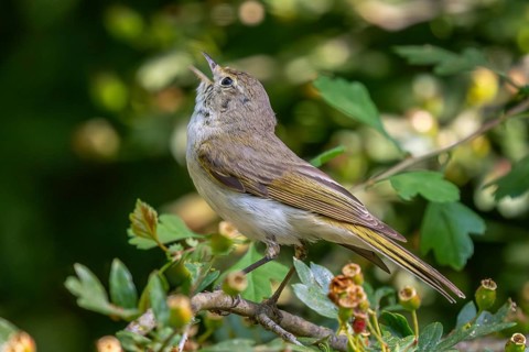 Western Bonelli's warbler (Phylloscopus bonelli) adult perched in bush and calling in spring, Spain