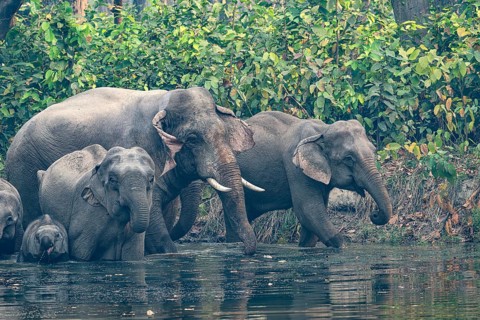 Wild elephant herd with young animals at watering hole, Asian elephant, Elephas maximus, Bardia