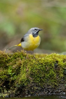 Grey wagtail (Motacilla cinerea) adult male bird on a rock in a river, England, United Kingdom