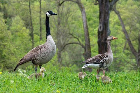 Anser Anser, Branta Canadensis, Canada Goose, Dunenjunge, Elsteral, Germany, Greylag or Graylag