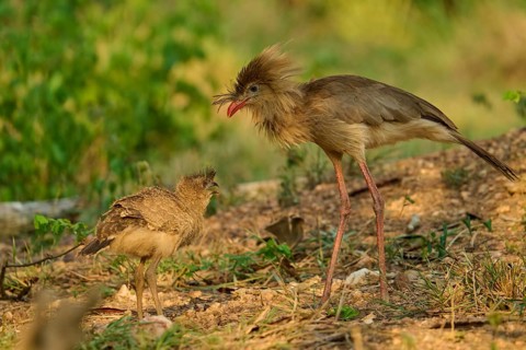 An adult and a juvenile of the same bird species communicating in a green setting: the red-footed