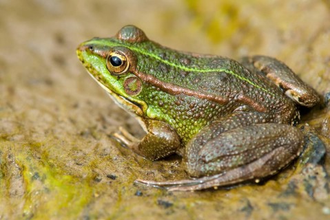 Iberian green frog, Iberian water frog, Pelophylax Perezi, Rana Perezi, amphibians, amphibians,