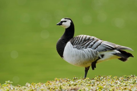 Barnacle Goose (Branta leucopsis), North Rhine-Westphalia, Germany